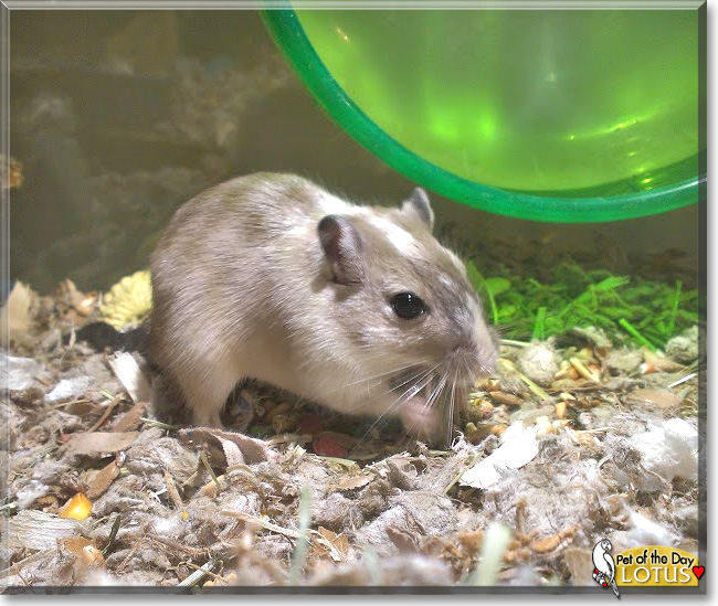 Lotus, the Pet of the Day Lotus, the Pet of the Day