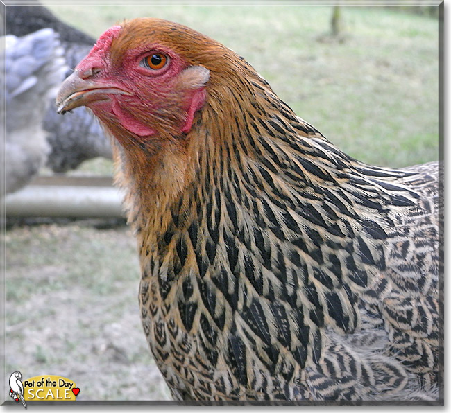 Ecaille, the Pet of the Day Ecaille, the Pet of the Day