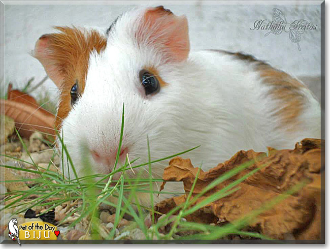 Biju, the Pet of the Day Biju, the Pet of the Day