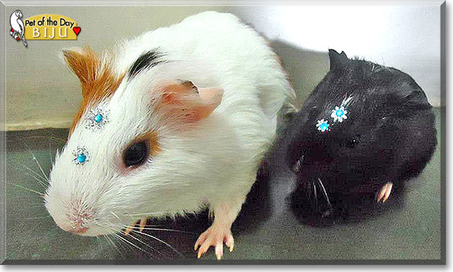 Biju, the Pet of the Day Biju, the Pet of the Day