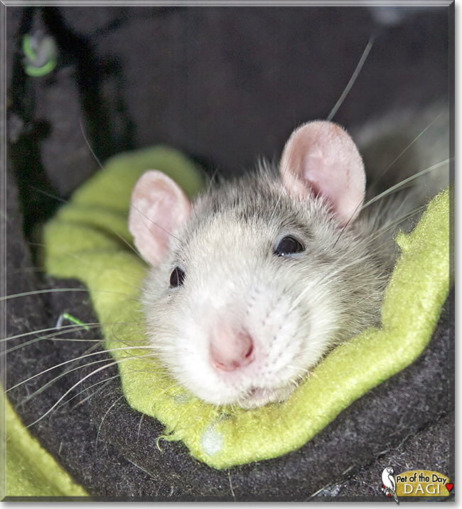 Dagi, the Pet of the Day Dagi, the Pet of the Day