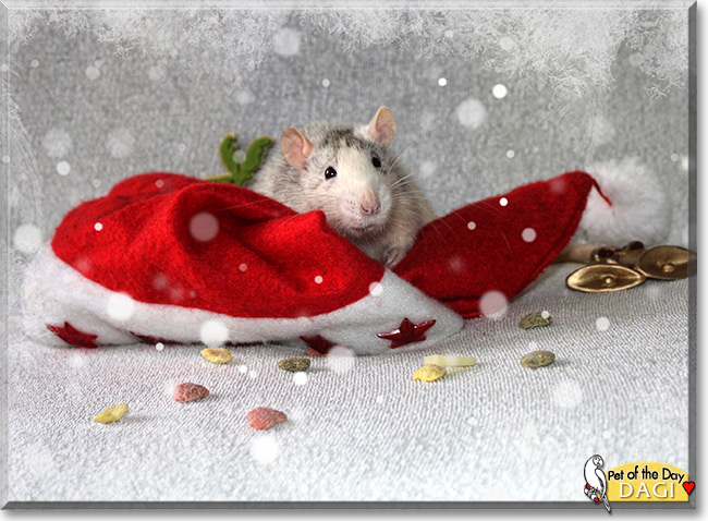 Dagi, the Pet of the Day Dagi, the Pet of the Day