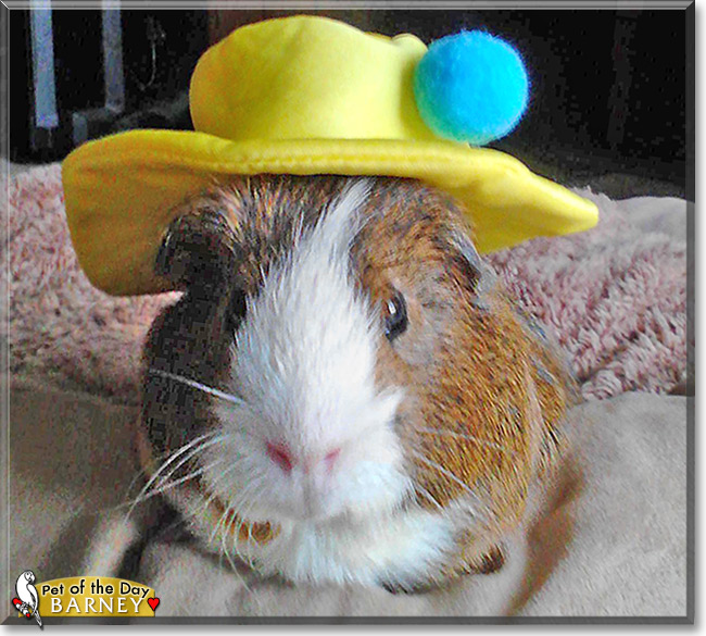 Barney, the Pet of the Day Barney, the Pet of the Day