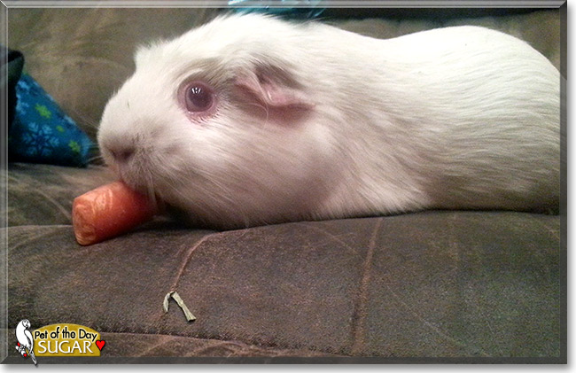 Sugar, the Pet of the Day Sugar, the Pet of the Day