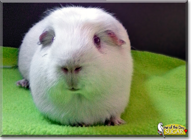Sugar, the Pet of the Day Sugar, the Pet of the Day