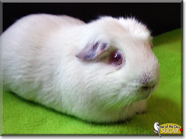 Sugar, the Pet of the Day Sugar, the Pet of the Day