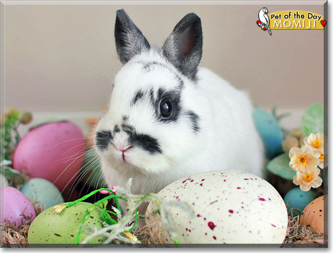 Momiji, the Pet of the Day Momiji, the Pet of the Day