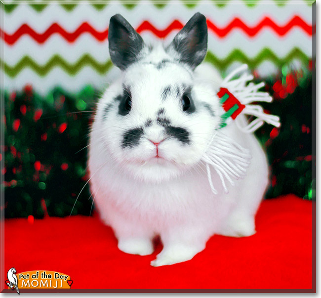Momiji, the Pet of the Day Momiji, the Pet of the Day