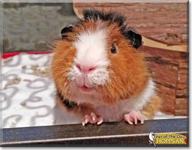 Hoppsan, the Pet of the Day Hoppsan, the Pet of the Day