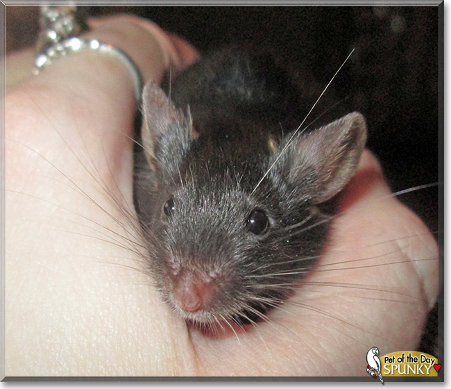 Spunky, the Pet of the Day Spunky, the Pet of the Day