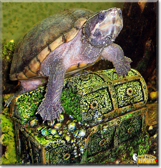 Hairy, the Pet of the Day Hairy, the Pet of the Day