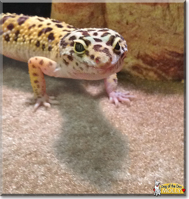 Molly, the Pet of the Day Molly, the Pet of the Day