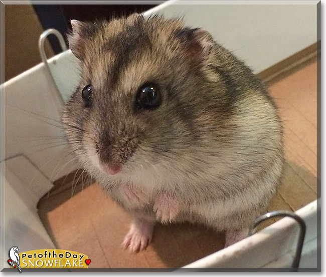 Snowflake, the Pet of the Day Snowflake, the Pet of the Day