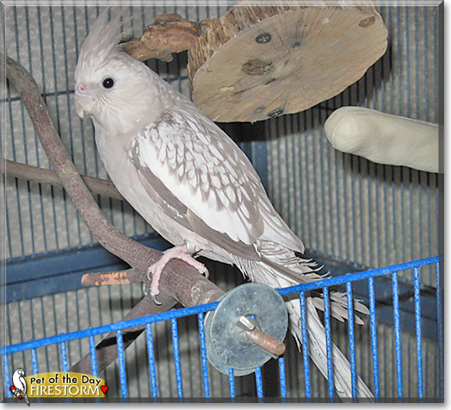 Firestorm, the Pet of the Day Firestorm, the Pet of the Day