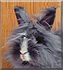 Oreo the Lionhead Rabbit