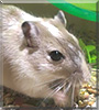 Lotus the Gerbil