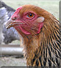 Ecaille the Brahma chicken