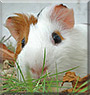 Biju the Guinea Pig