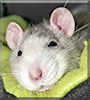 Dagi the Norway Rat
