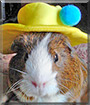 Barney the Guinea Pig