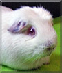 Sugar the PEW Guinea Pig