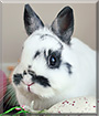 Momiji the Netherland Dwarf Rabbit