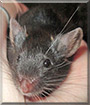 Spunky the Fancy Mouse