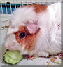 Cottonball the Abyssinian Guinea Pig
