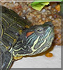 Shelly the Red eared Slider Turtle