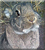Angelina the Rabbit