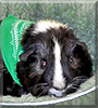Ziggy the Guinea Pig