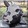 Cookies and Cream the Nigerian Dwarf Goat