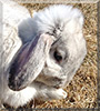 Loppie the Dwarf Lop Rabbit