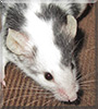 Brightback the Fancy Mouse
