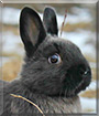 Batman the Netherland Dwarf, Polish Rabbit
