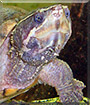 Hairy the Musk Turtle