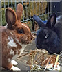 Jack, Lora the Rabbit