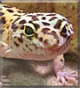 Molly the Leopard Gecko