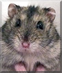 Snowflake the Winter White Hamster