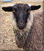 Sora the Pygora goat