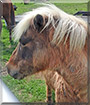 Godzilla the Shetland pony