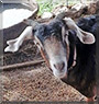 Mocha the Goat