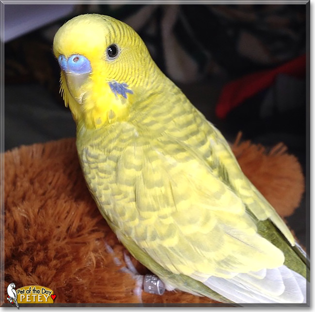 Petey, the Pet of the Day Petey, the Pet of the Day