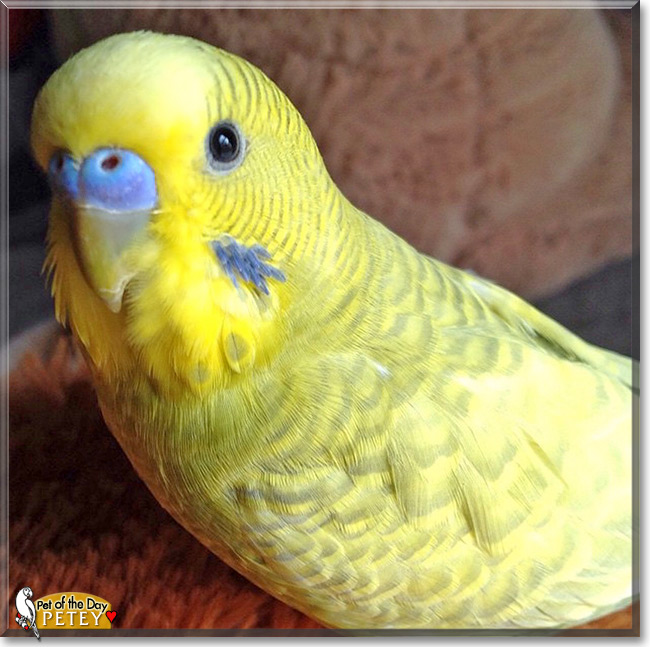 Petey, the Pet of the Day Petey, the Pet of the Day