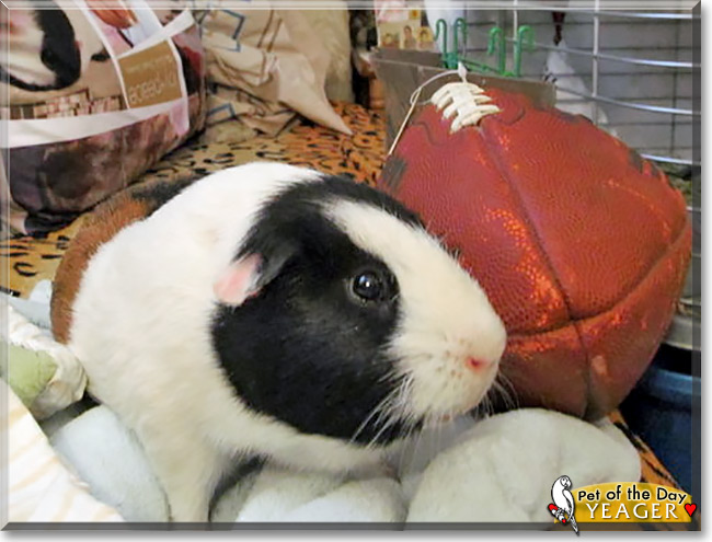 Yeager, the Pet of the Day Yeager, the Pet of the Day