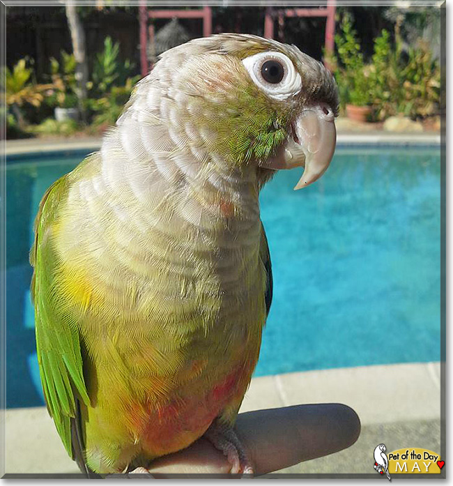 May, the Pet of the Day May, the Pet of the Day