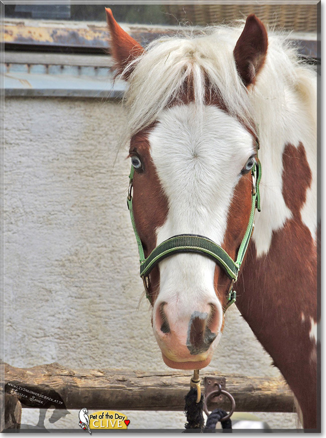 Clive, the Pet of the Day