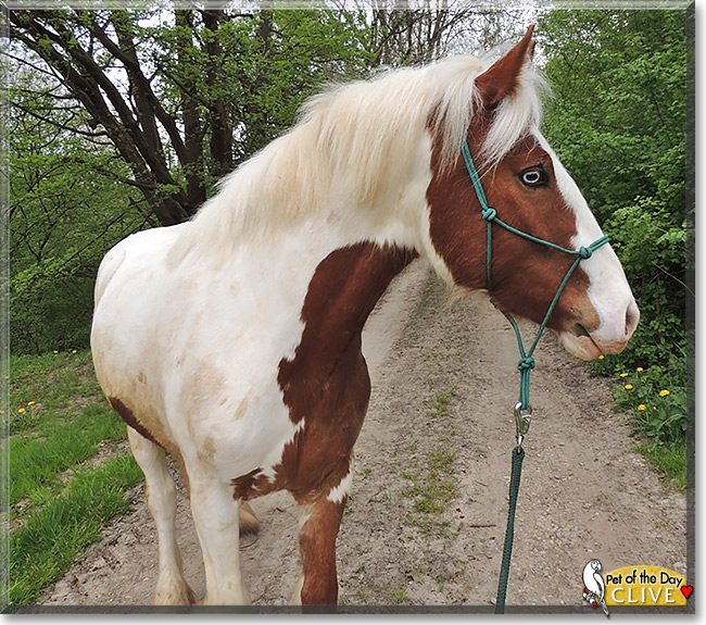 Clive, the Pet of the Day Clive, the Pet of the Day