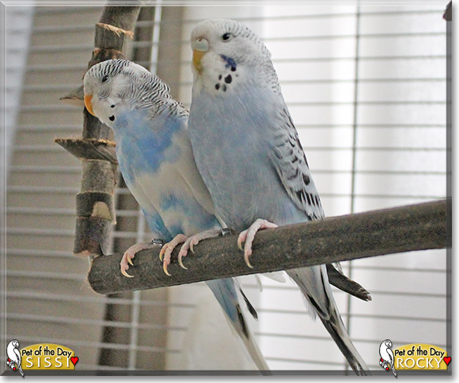 Sissi, Rocky, the Pets of the Day Sissi, Rocky, the Pets of the Day