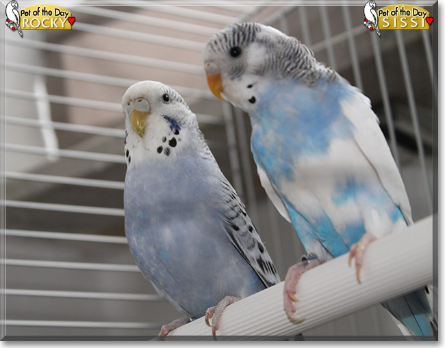Sissi, Rocky the Pet of the Day Sissi, Rocky, the Pet of the Day